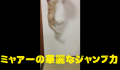 ミャアーの華麗なジャンプ力